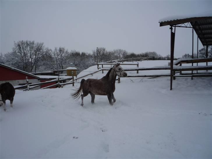 Daugård i sne 2009 - Drengene skal lige trække vejret, før næste spurt. billede 5