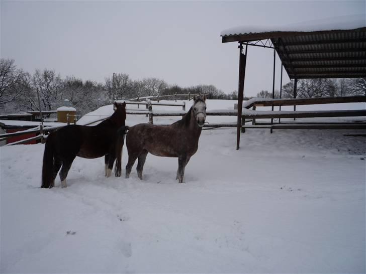 Daugård i sne 2009 - Puha, det er hårdt efter fuld galop i sne. billede 6