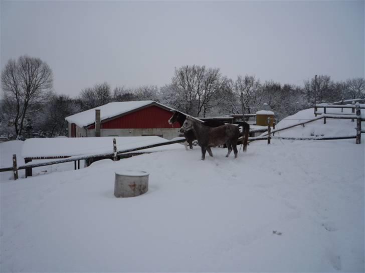 Daugård i sne 2009 - Ved at være klar til næste spurt.. billede 7