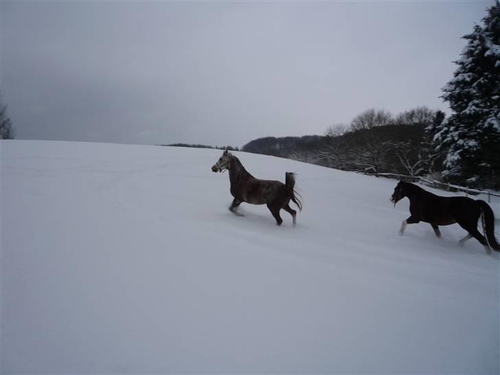 Daugård i sne 2009 - Taleban fører an med Sam lige i hælene. billede 8