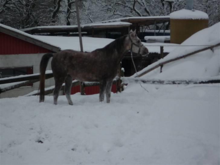Daugård i sne 2009 - Fareed ELSKER sneen! :) billede 9