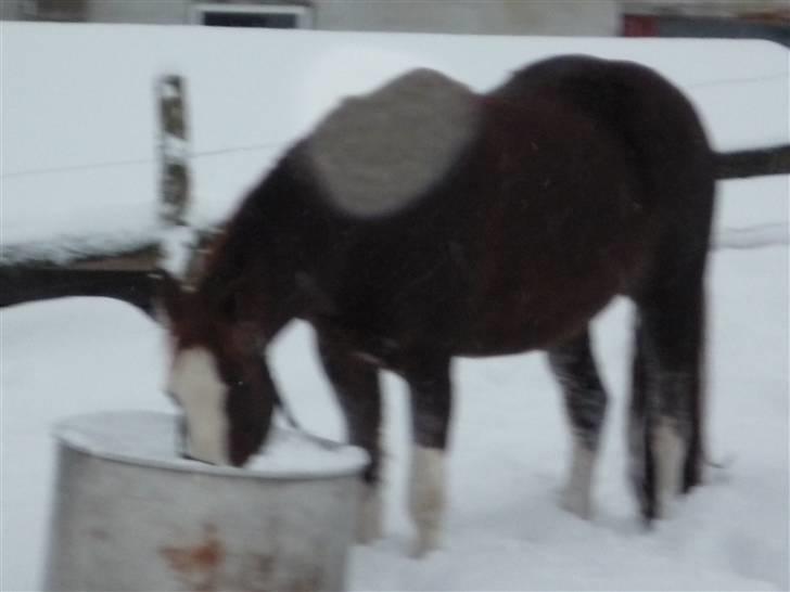 Daugård i sne 2009 - Sam får en tår isvand. billede 10