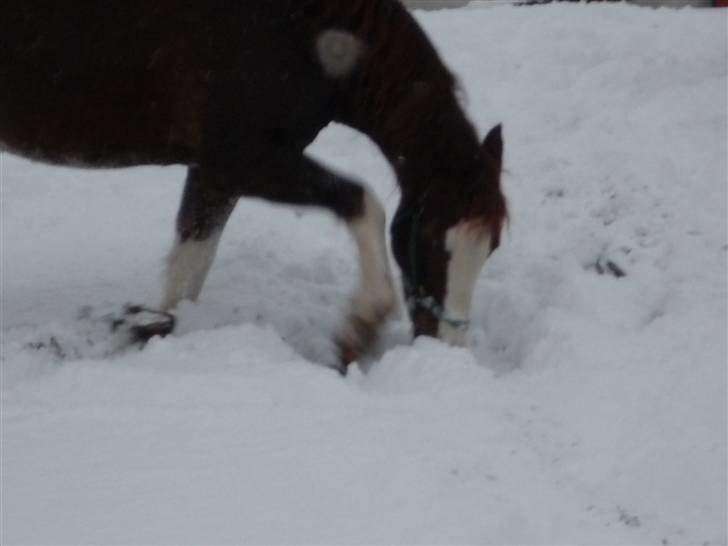 Daugård i sne 2009 - Grave grave.. billede 11