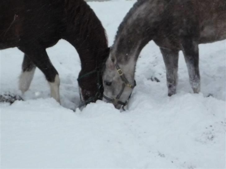 Daugård i sne 2009 - Sam og Fareed - fælles gravning.. 2 er nu en gang bedre end 1. billede 12