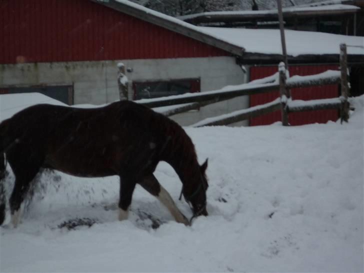 Daugård i sne 2009 - Sam graver videre.. billede 13