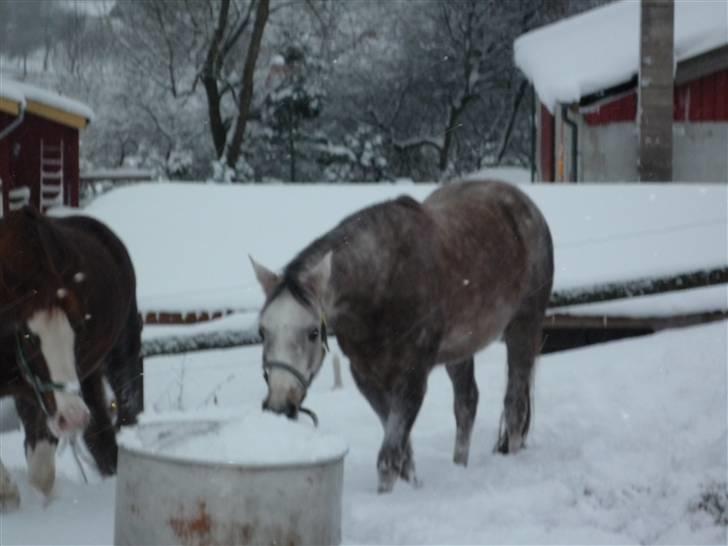 Daugård i sne 2009 - Sam deler gerne en spand isvand med sin bedste ven :) billede 14