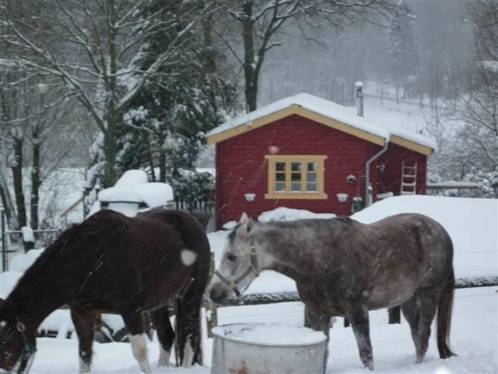Daugård i sne 2009 - Sam og Taleban pruster lidt og får vejret igen. billede 15