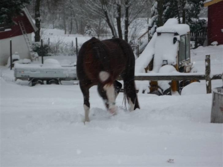 Daugård i sne 2009 - Hård branche at være hest. billede 16