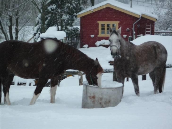 Daugård i sne 2009 - Det er da i hvert fald en kølig drink. billede 17