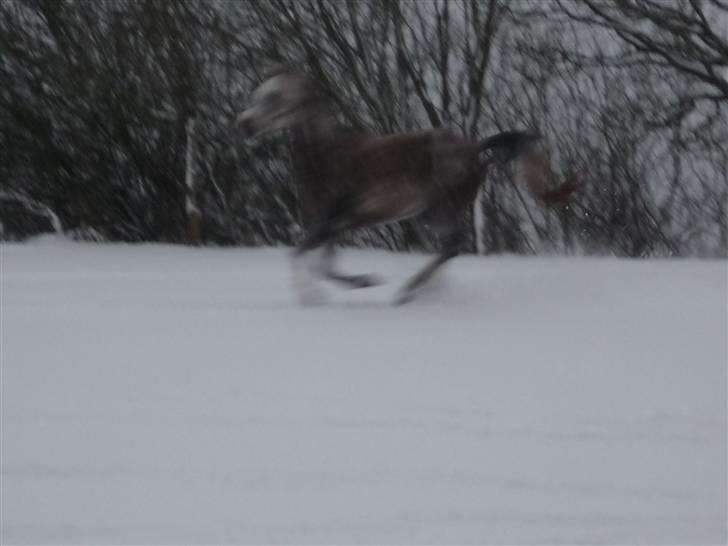 Daugård i sne 2009 - Fareed (nu som spøgelseshest?) billede 18