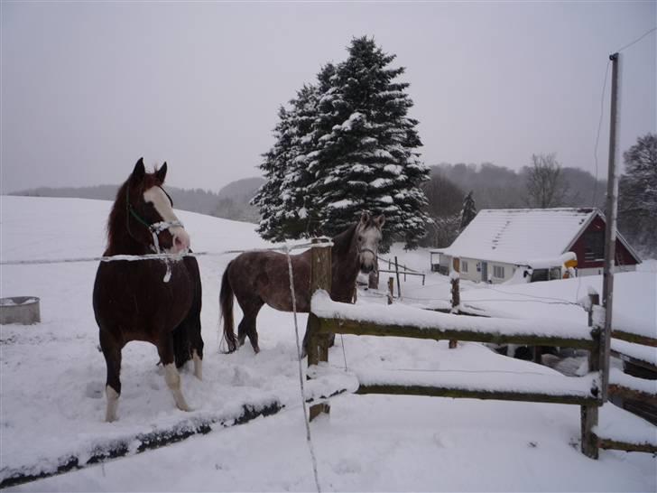 Daugård i sne 2009 - Glade drenge i sneen. billede 19