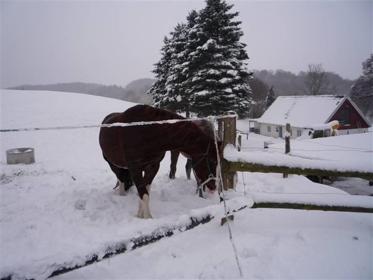 Daugård i sne 2009 - De vidste nu ikke helt, om de ville med ind.. billede 20