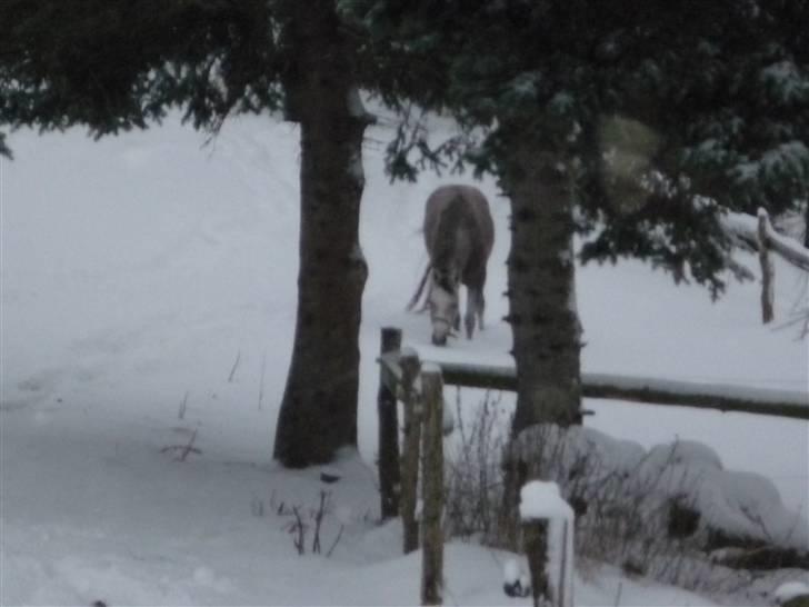 Daugård i sne 2009 - Fareedski i træ-ramme. billede 21