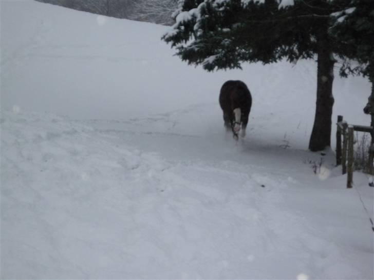 Daugård i sne 2009 - Sam kommer traskende gennem sneen. Det er vist nok galop for idag. billede 22