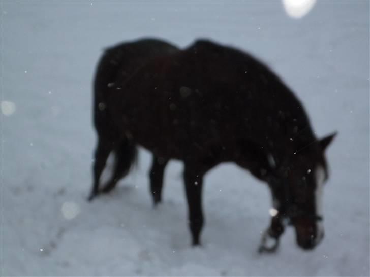 Daugård i sne 2009 - Miranda kan også godt li' sneen :) billede 23