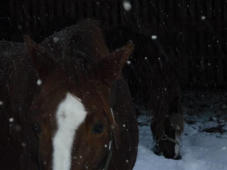 Daugård i sne 2009 - Close-up af Miranda og Banjo i baggrunden. billede 24