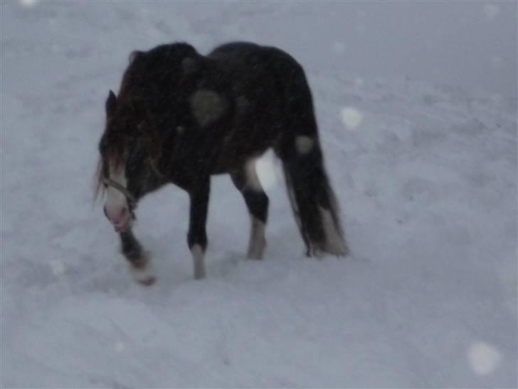 Daugård i sne 2009 - Banjo tager vejret lidt mere cool og afslappet. billede 25