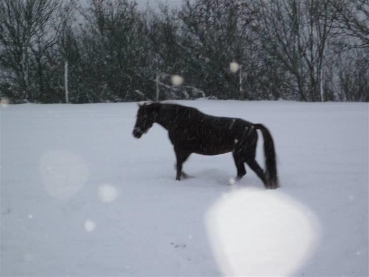 Daugård i sne 2009 - Miranda hygger. billede 26