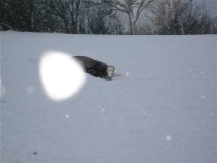 Daugård i sne 2009 - Miranda leger sne-engel. billede 27