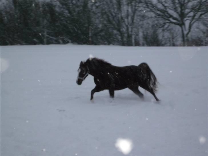 Daugård i sne 2009 - Miranda i galop gennem sneen. billede 28