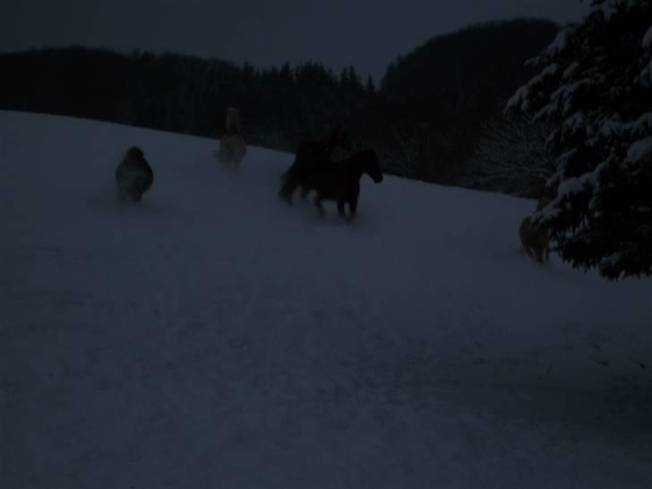 Daugård i sne 2009 - De små leger også i sne. billede 29