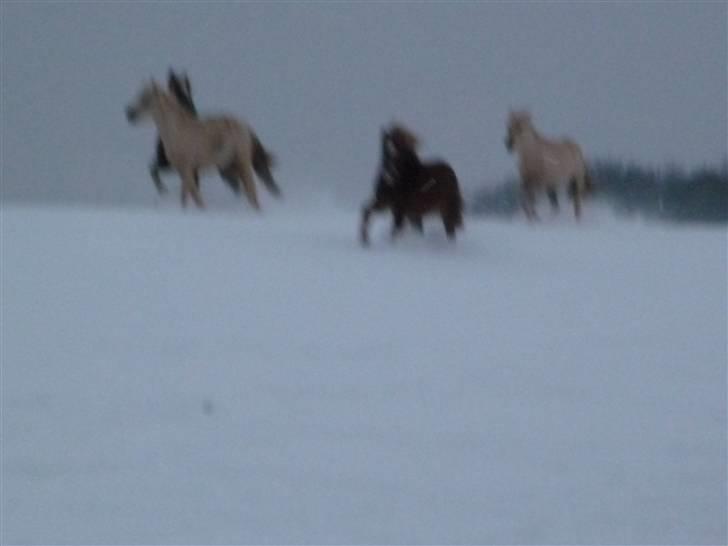Daugård i sne 2009 - Woohoo..... fuld galop! billede 30