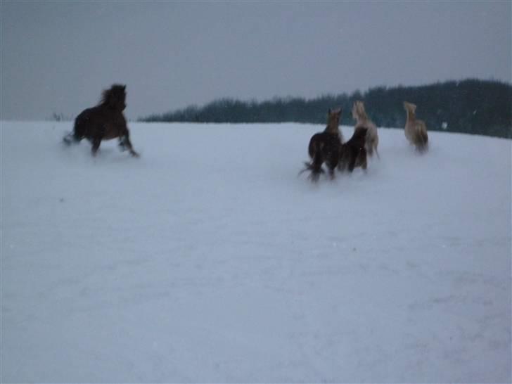 Daugård i sne 2009 - De kan slet ikke få nok. billede 31