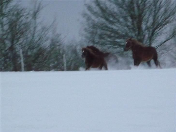 Daugård i sne 2009 - Ronny Ræs fører an :) billede 32
