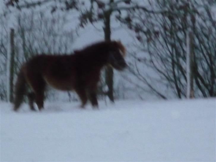 Daugård i sne 2009 billede 33