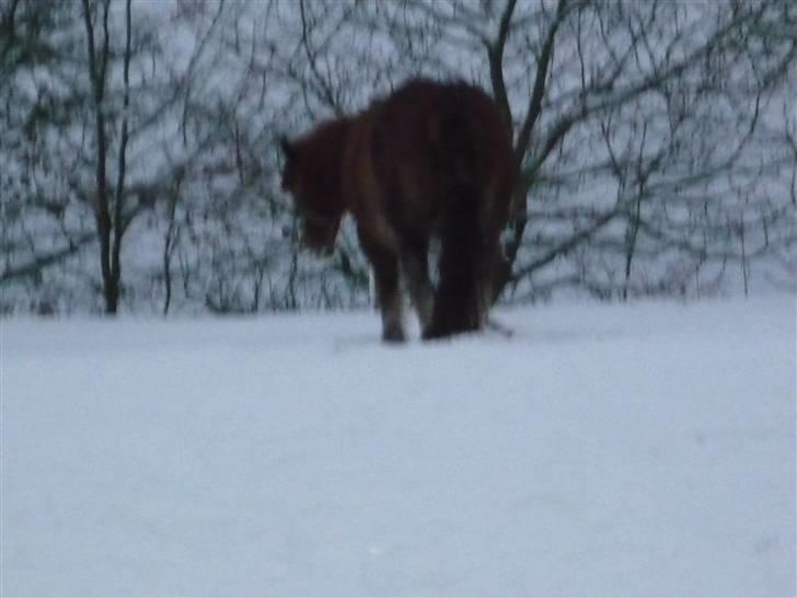 Daugård i sne 2009 - Når enden er god, er alting godt. billede 34