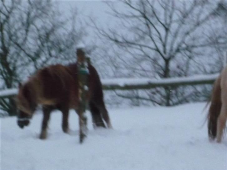 Daugård i sne 2009 billede 35