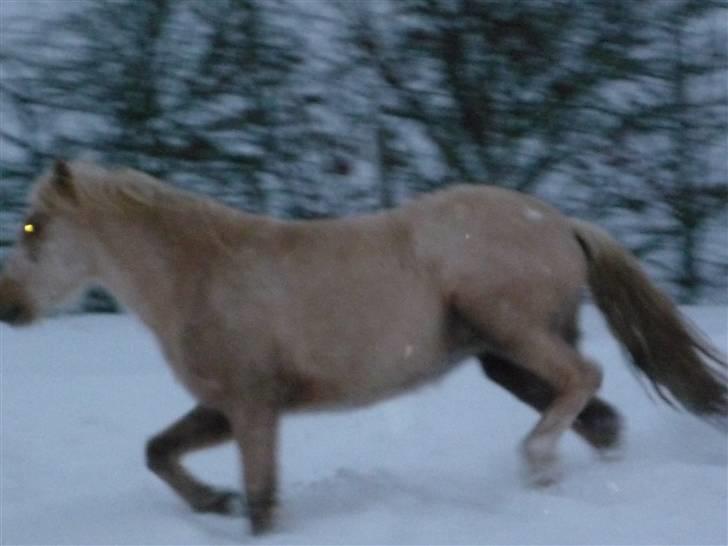 Daugård i sne 2009 - Prinsessen synes, det er rigtig sjovt at lege i sne. billede 36