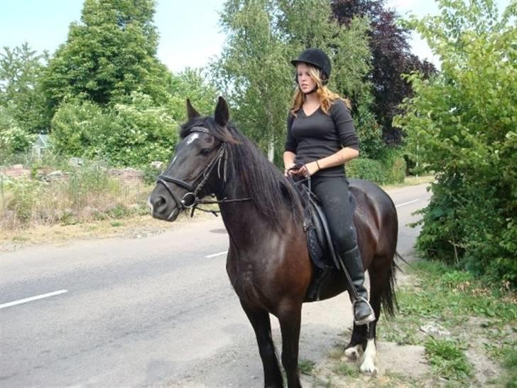 Verdens smukkeste pony billede 1