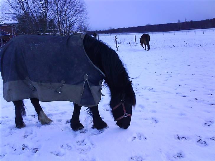 Verdens smukkeste pony billede 2