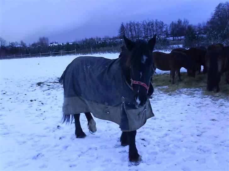 Verdens smukkeste pony billede 3