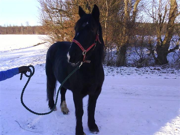 Verdens smukkeste pony billede 4