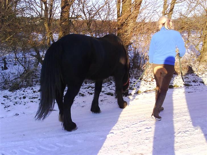 Verdens smukkeste pony billede 5