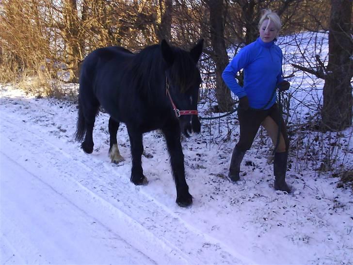 Verdens smukkeste pony billede 6