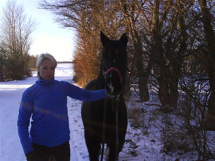 Verdens smukkeste pony billede 7