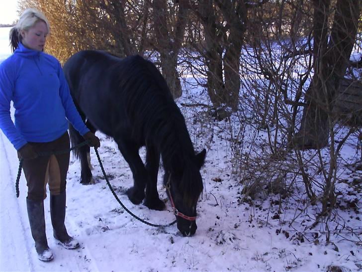 Verdens smukkeste pony billede 8