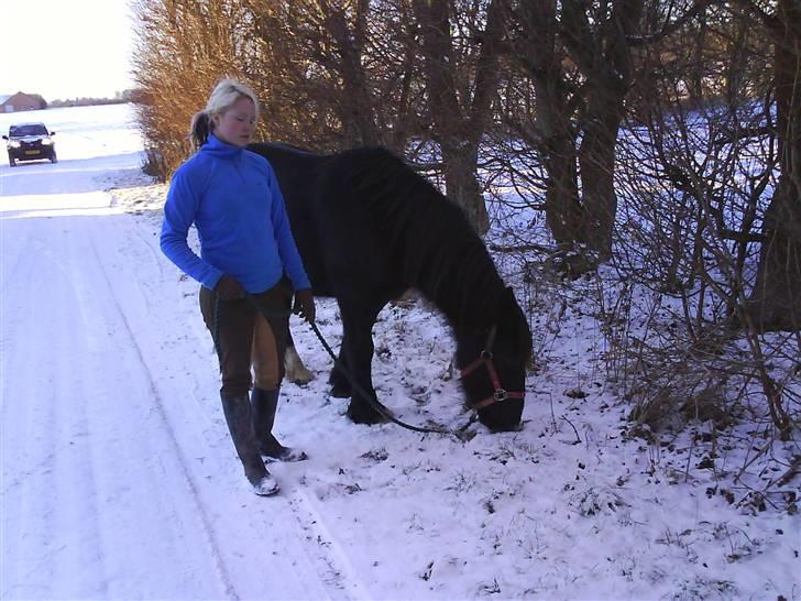 Verdens smukkeste pony billede 9