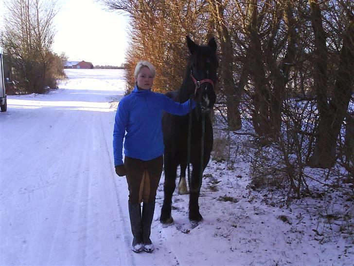 Verdens smukkeste pony billede 10