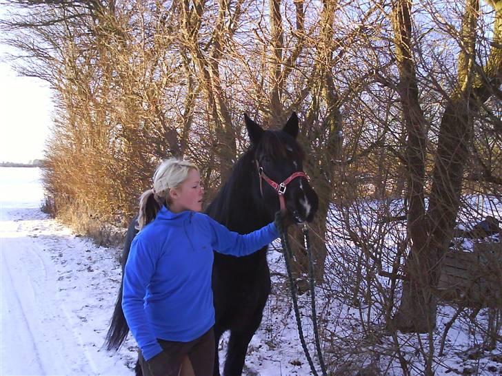 Verdens smukkeste pony billede 12