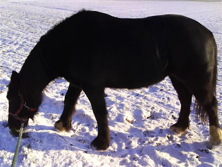Verdens smukkeste pony billede 13