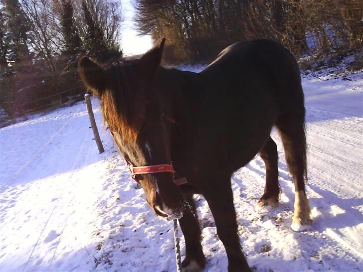 Verdens smukkeste pony billede 14