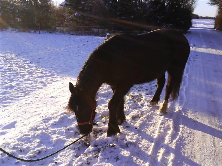 Verdens smukkeste pony billede 15