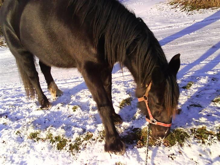 Verdens smukkeste pony billede 16