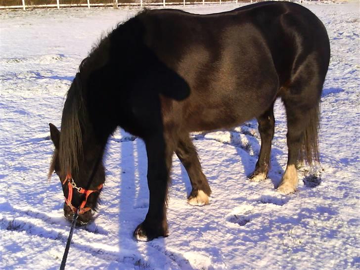 Verdens smukkeste pony billede 17