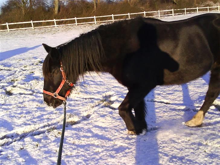 Verdens smukkeste pony billede 18