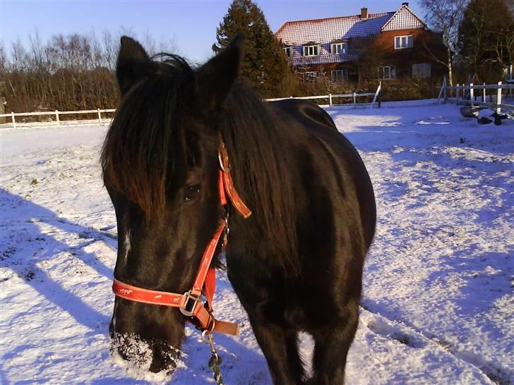 Verdens smukkeste pony billede 19